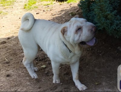 Étalon Shar Pei - Tsu kee de l empire de tai linn De L'empire De Taï Lïnn