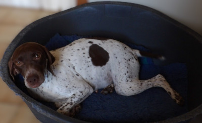 Étalon Braque français, type Pyrenees (petite taille) - UDINE du vallon de Beaudini
