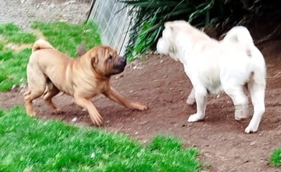 Étalon Shar Pei - Viper Des Rêves De Yamaja