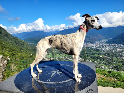 Étalon Whippet - Impul's Garden Another Beautiful Princess