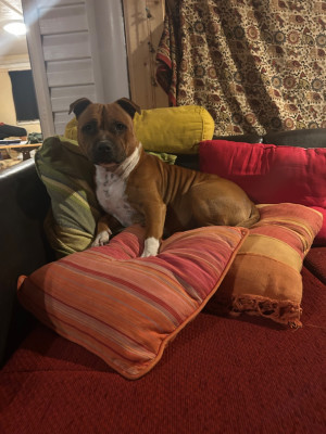 Étalon Staffordshire Bull Terrier - U-Caly De La Tendre Puissance