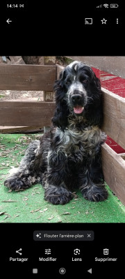 Étalon Cocker Spaniel Anglais - unsung hero Du Clos De Jollieton