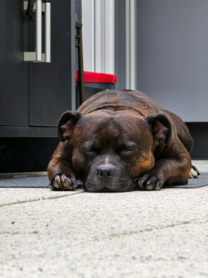 Étalon Staffordshire Bull Terrier - Sanka Titre Initial