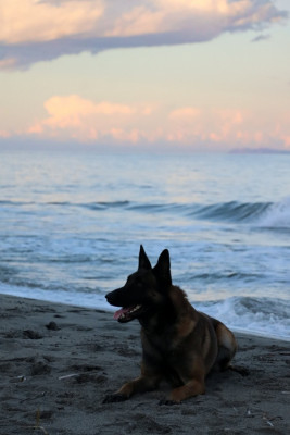 Étalon Berger Belge - Urcu Des Loups De Kallisté