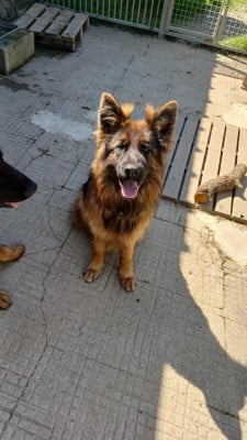 Étalon Berger Allemand Poil Long - Varaï Le Val De Ma Rhea-lité