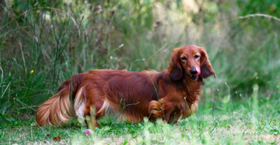 Étalon Teckel poil long - CH. Tosca Des Diamants De Monte-Carlo
