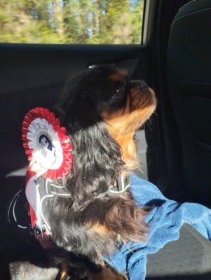 Étalon Cavalier King Charles Spaniel - TRUFFE-PRALINE (Sans Affixe)