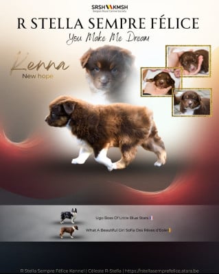 Étalon Berger Australien - R Stella Sempre Félice You Make Me Dream