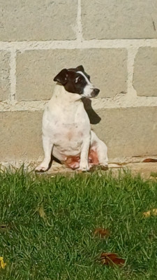 Étalon Jack Russell Terrier - shym Du Compagnon Fidèle