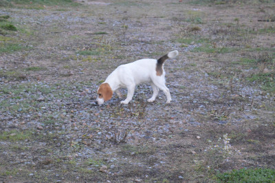 Étalon Beagle - Volga Des Terres Célestines