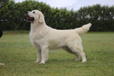 Étalon Golden Retriever - CH. Butterfl 'highland SkyFall