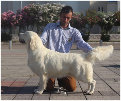 Étalon Golden Retriever - CH. Butterfl 'highland Prete-Moi ta plume