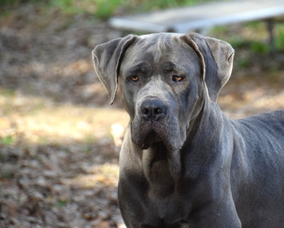 Étalon Cane Corso - Xena Du Règne De Malaudrea