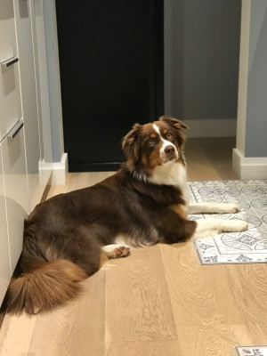 Étalon Berger Australien - R'CHIPIE (Sans Affixe)