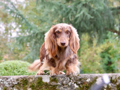 Étalon Teckel poil long - Littl Fut cadda