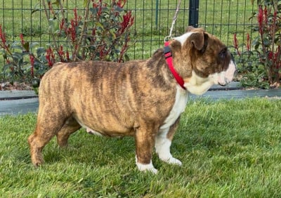 Saphir (Sans Affixe)