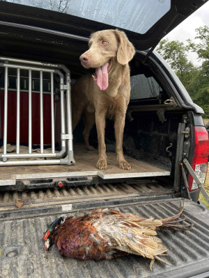 Étalon Braque de Weimar - CH. GHC Take a look at me now Colour The Wind