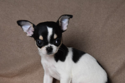 Étalon Chihuahua - Alizée de l'elixir d'amour