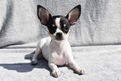 Étalon Chihuahua - Arya de l'elixir d'amour