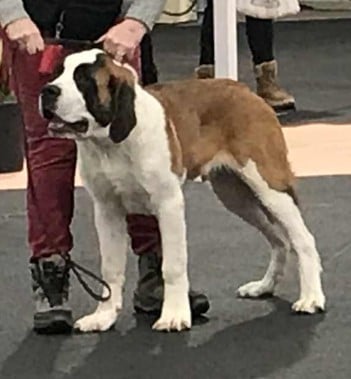 Étalon Chien du Saint-Bernard - zoomorf's ENAPAY HAKAN