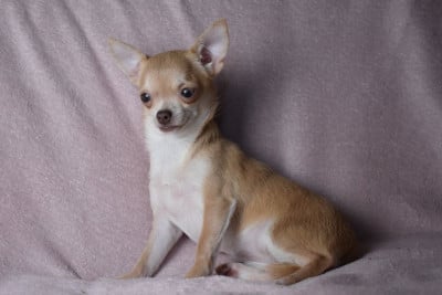 Étalon Chihuahua - Voici Pestouille de l'elixir d'amour