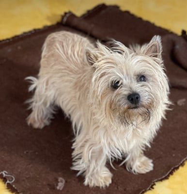 Étalon Cairn Terrier - VOLE AU VENT du Harpouy D'Auzan