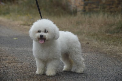 Étalon Bichon Frise - Vita du Domaine du Feu Cochard