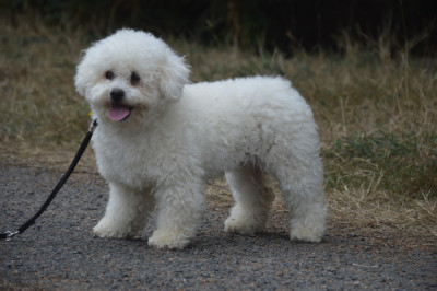 Étalon Bichon Frise - Vogue du Domaine du Feu Cochard