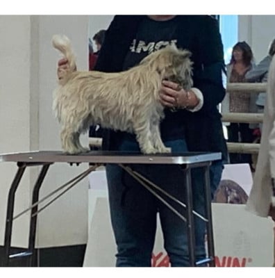 Étalon Cairn Terrier - Thor de la vallée Caid