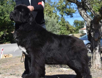 Étalon Terre-neuve - ONE OF LEGENDS DE L'ILLIADE DE L'ODYSSEE De l'illiade et l'odyssee