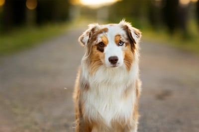 Étalon Berger Américain Miniature - VANITY'S FAIRY Du Clos De Belara