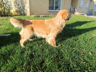 Étalon Golden Retriever - Unchained Melody de la Forêt de Sivens