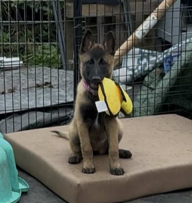 Étalon Berger Belge - maski du van lappeenranta Aurora