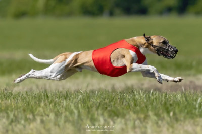 Étalon Whippet - CH. MALOCITO TORERO CAMOMILLO