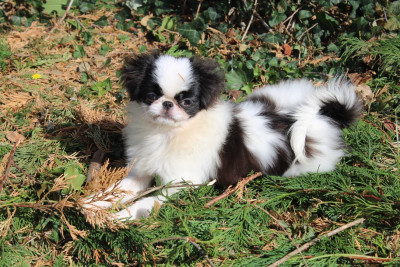 Étalon Epagneul Japonais - ALTAÏR rodnichok iz tiger sada