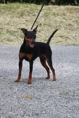 Étalon Pinscher nain - Silvia (Sans Affixe)