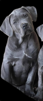 Étalon Cane Corso - URIELLE de Roz Ar Gall