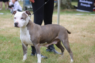 Étalon American Staffordshire Terrier - Plume (Sans Affixe)