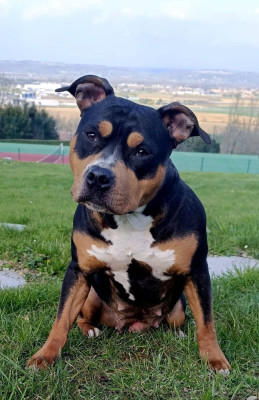 Étalon American Staffordshire Terrier - Uriana (Sans Affixe)