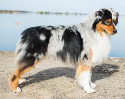 Étalon Berger Australien - You're driving me crazy moto pies}