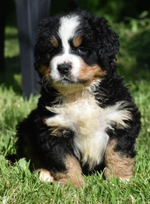 Étalon Bouvier Bernois - Verveine Des Terres D'alicia