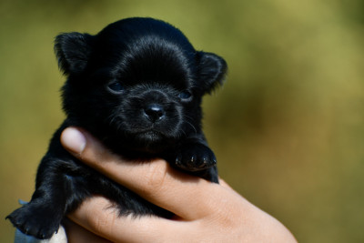 Étalon Chihuahua - Alhissah des Emeraudes de Nahusha