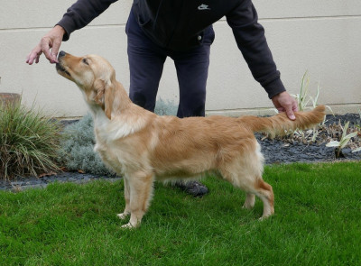 Étalon Golden Retriever - Amélig Du Fort De Bertheaume