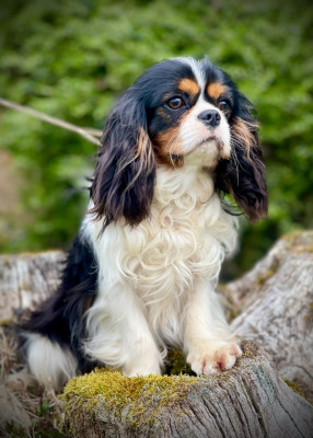 Étalon Cavalier King Charles Spaniel - Vroom de la bergerie d'argent