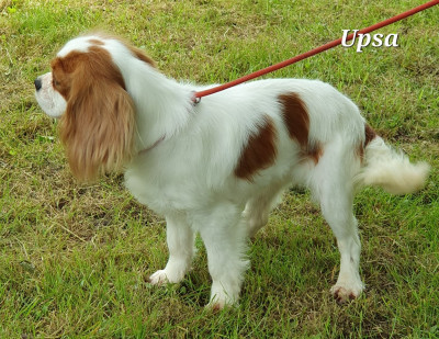 Étalon Cavalier King Charles Spaniel - Storm haven Upsa