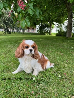 Étalon Cavalier King Charles Spaniel - UNIVERS du clos d'Arlequin