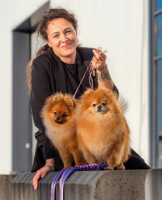 Étalon Spitz allemand - Aristo’Pom Alliah