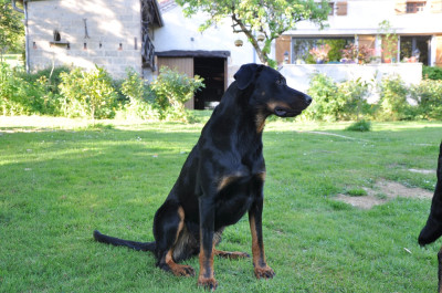 Étalon Berger de Beauce - Viva La Vida de L'étoile de Bossacora