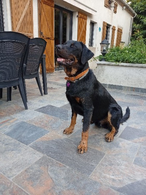 Étalon Berger de Beauce - Vasco de L'étoile de Bossacora