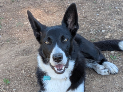 Étalon Border Collie - VOXY Huan Seha Sy-Phaa